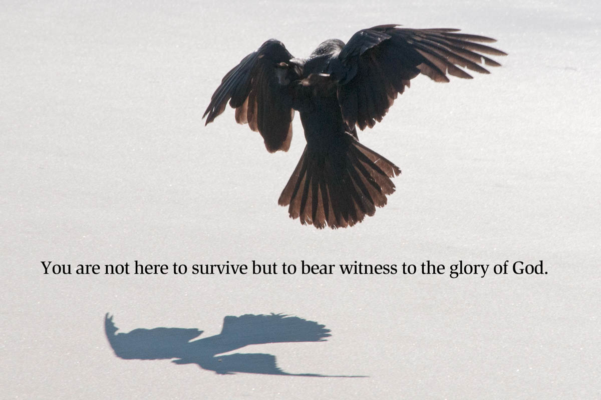 The Way of the Bird (Ranjit Maharaj)